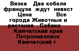  Вязка ! Два кобеля француза ,ждут  невест.. › Цена ­ 11 000 - Все города Животные и растения » Собаки   . Камчатский край,Петропавловск-Камчатский г.